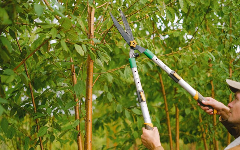 Tree trimming in Merrillville, IN