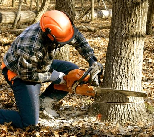 Tree Removal in Merrillville, IN